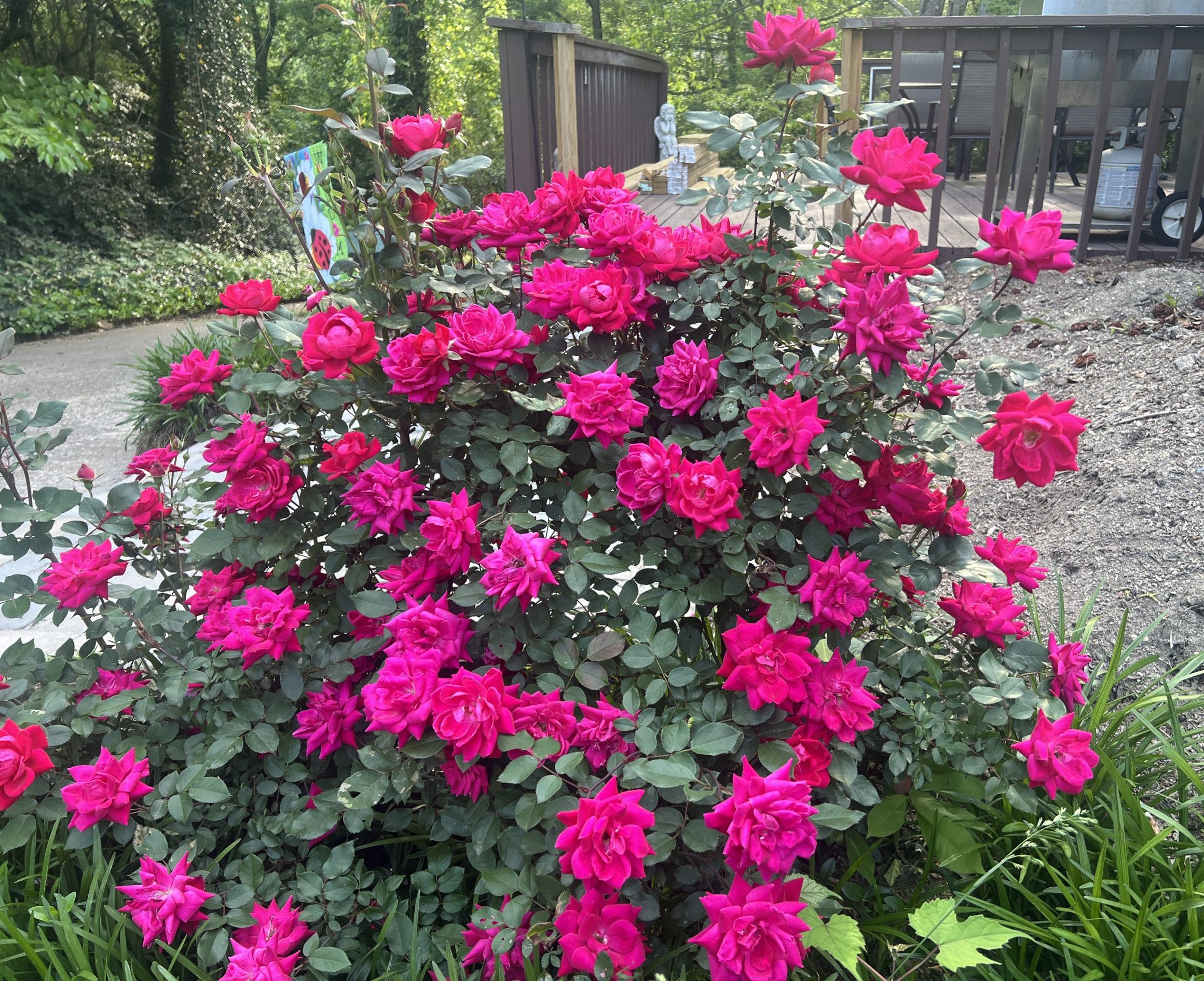 Lesson From Roses The Lesson of the Roses